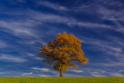 761545 (a): :2048x1365